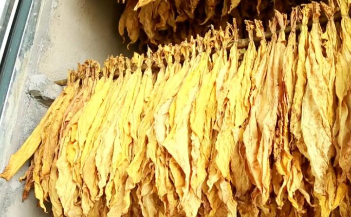 木屑顆粒燃料烘烤煙葉可以嗎？