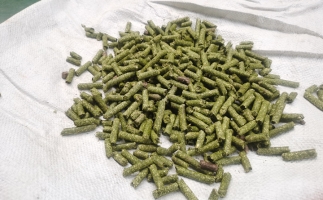 鋸末顆粒一噸能賺多少？顆粒機(jī)廠家給你算了一筆賬