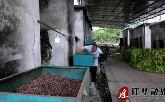 湖南省永州市江華縣:“綠色烘烤”助力煙農(nóng)提質(zhì)增收